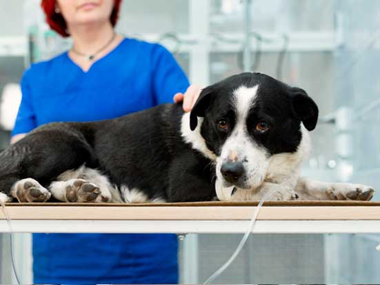 Pets no mercado de trabalho - CãoBoy Clínica Veterinária