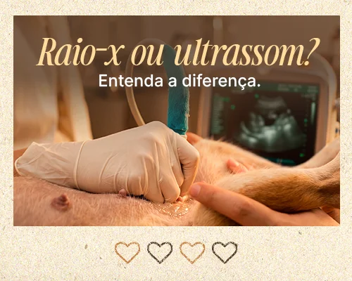 Animal passando pelo procedimento de ultrassom