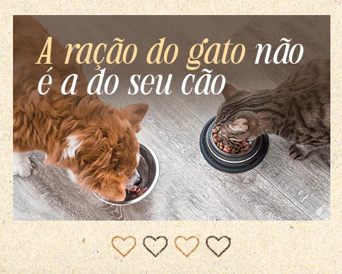 Gato e Cachorro comendo ração
